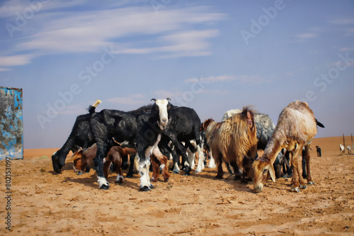 Goats inthe desert