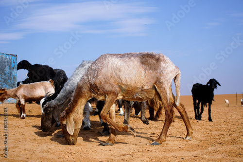 Goats inthe desert © trgowanlock