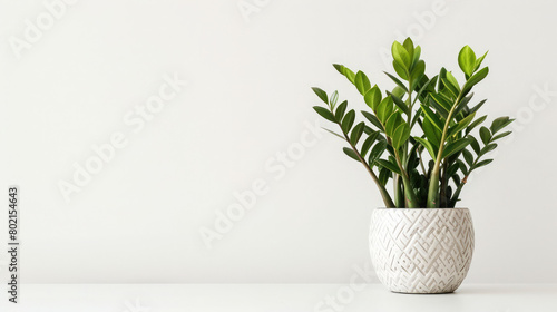 Beautiful house plant zamiokulkas in a white pot on a gray concrete background  The concept of minimalism  Home plants in a modern interior  Banner Free space for text 