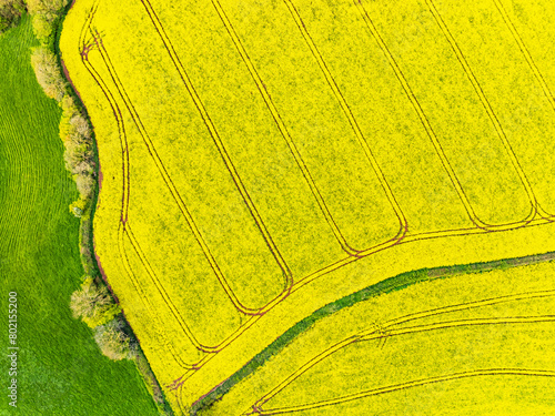 Top Down over Rapeseed fields and farms from a drone, Devon, England