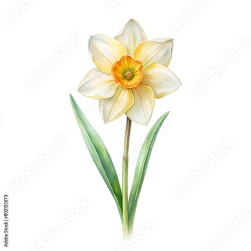 Watercolor Birth Month December Flower Narcissus Clipart on transparent background illustration