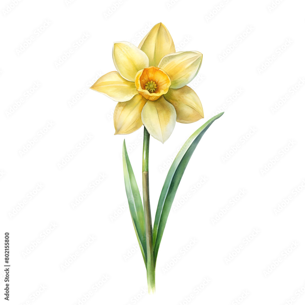 Fototapeta premium Watercolor Birth Month March Flower Daffodil Clipart on transparent background illustration