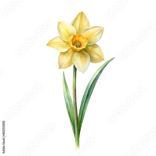 Watercolor Birth Month March Flower Daffodil Clipart on transparent background illustration