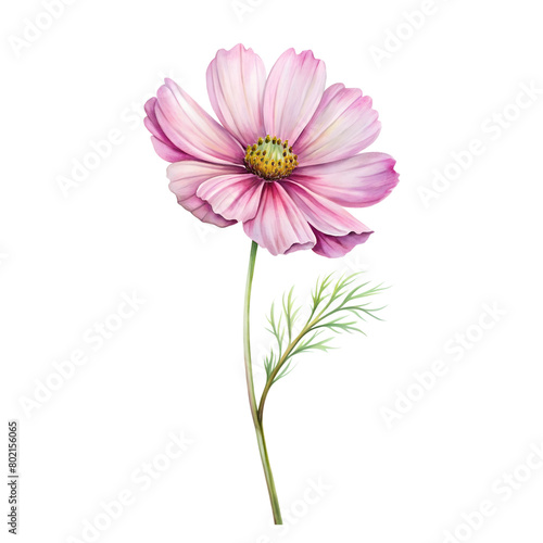 Watercolor Birth Month October Flower Cosmos Clipart on transparent background illustration