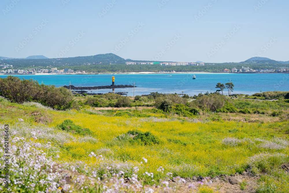 Biyangdo Island sea and spring flower field in Jeju island, Korea