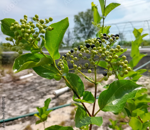 Closeup view of Premna foetida Reine plant growing in the garden. Natural background.
 photo