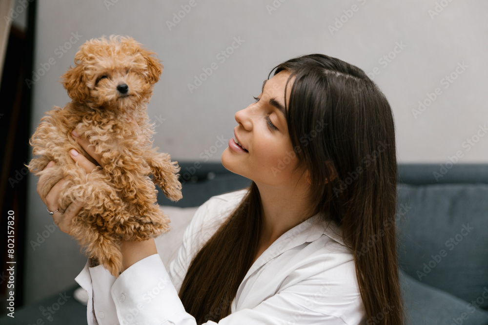 A woman in a white shirt with long hair is playing with a Maltipoo dog. Woman is holding her small pet in her hands near face. Lifestyle concept. A woman in a white shirt with long hair is playing with a Maltipoo dog. Woman is holding her small pet in her hands near face. Lifestyle concept.