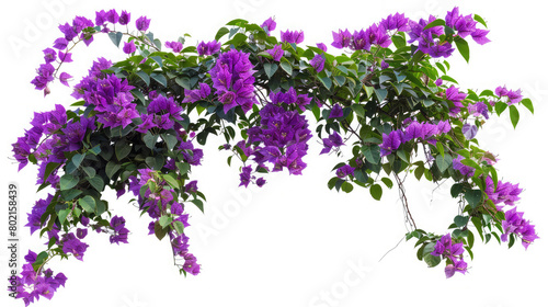 Purple lilac branch isolated on white background,Purple lilac blooming branch, Spring flowers isolated on white background, flowers on white, Isolated, object of flowers 
