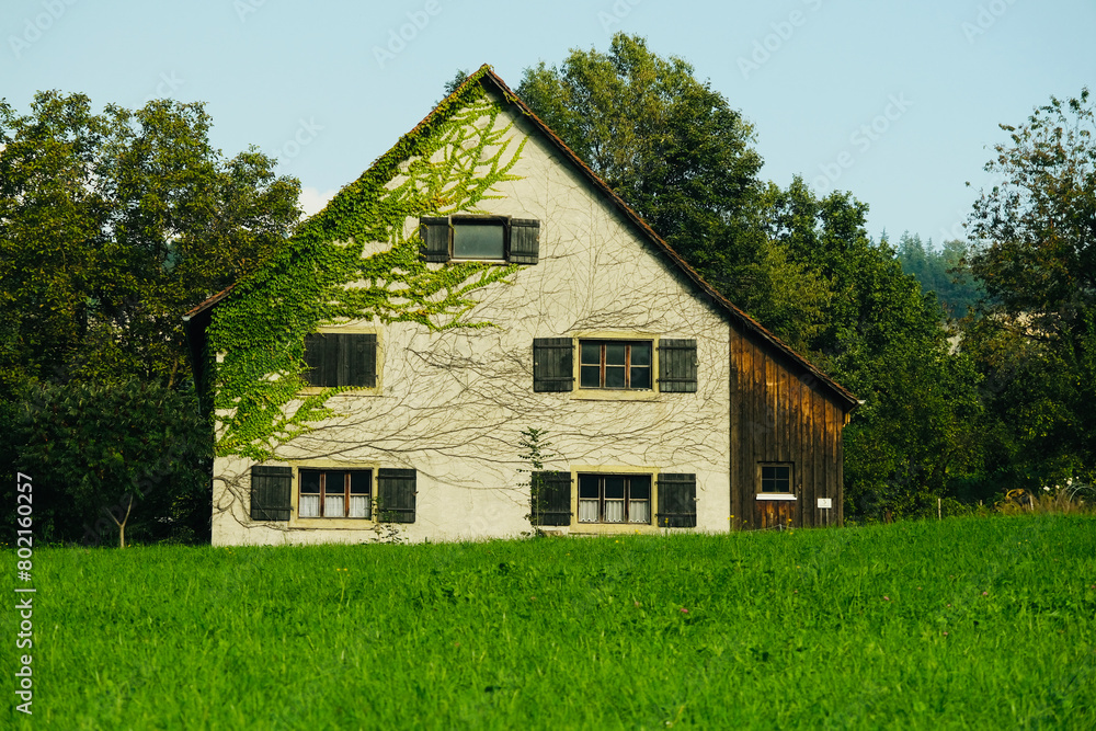 A large white house with a green vine growing up the side of it A large white house with a green vine growing up the side of it