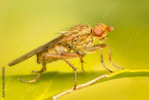 Small colorful fly making bubble resting on a leaf on a spring afternnoon