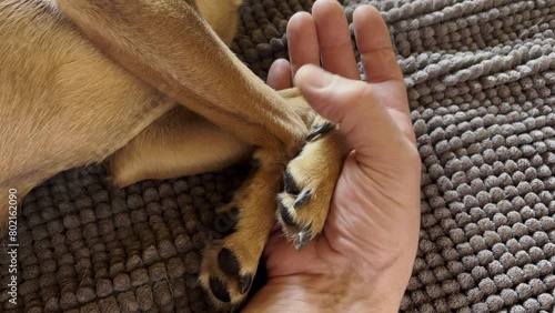 mano di uomo che accarezza zampe di cane, man's hand petting dog's paws photo