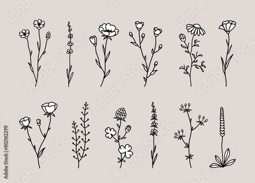 Wild vector flowers set, herbs and field plant