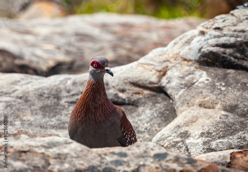 Portrait of wild African speckled pigeon or rock pigeon on rocks. photo