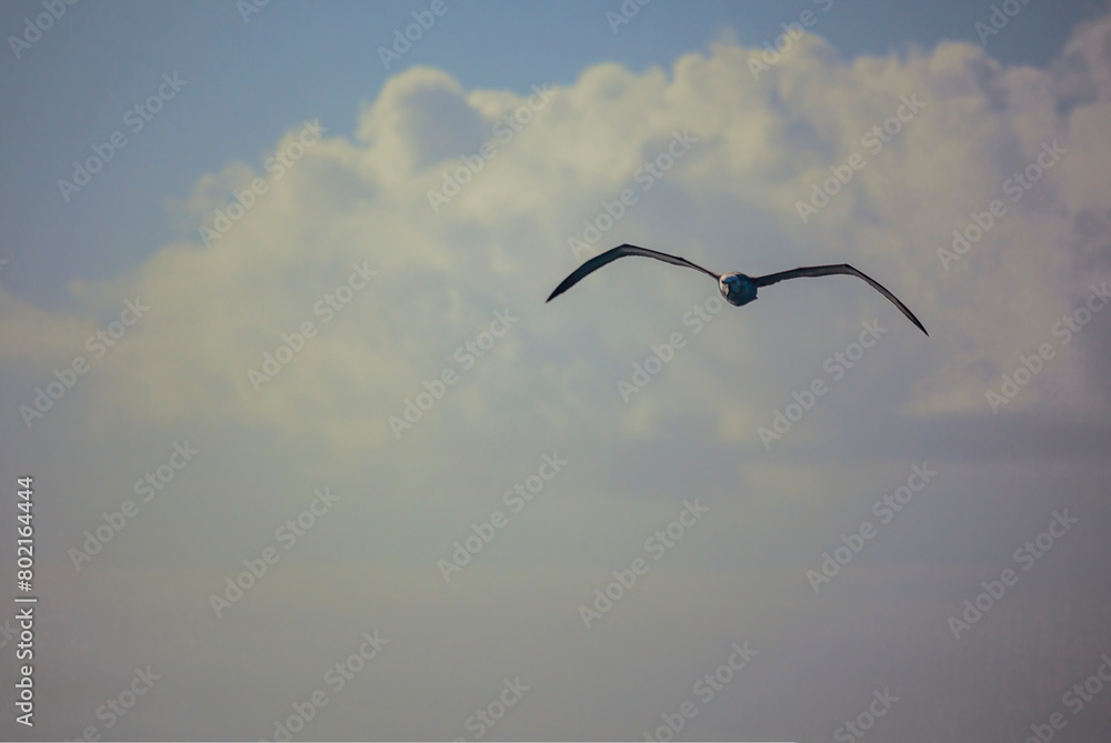 Silhouette of petrel with huge wings in heavenly sea landscape. Silhouette of petrel with huge wings in heavenly sea landscape.