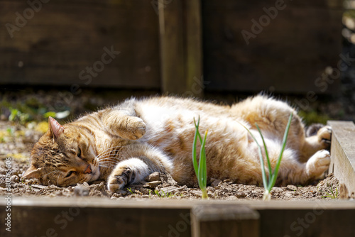 Close-up of female adult brown and black tabby cat lying in garden at Swiss City of Zürich on a sunny spring noon. Photo taken May 1st, 2024, Zurich, Switzerland.