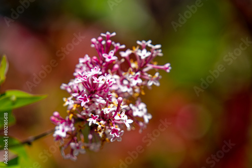 Close-up of pink blossom of Syringa Pubescens Turcz bush at Swiss City of Zürich on a sunny spring noon. Photo taken May 1st, 2024, Zurich, Switzerland.