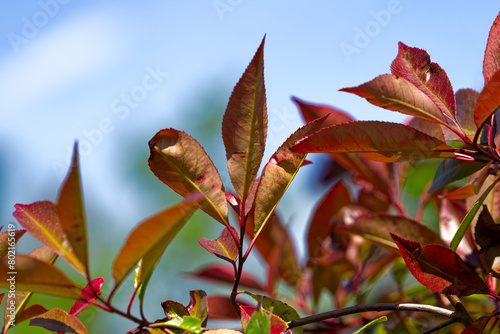 Close-up of red and green leaves of Photinia Fraseri Dress bush at Swiss City of Zürich on a sunny spring noon. Photo taken May 1st, 2024, Zurich, Switzerland.