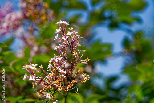 Close-up of pink blossom of Syringa Pubescens Turcz bush at Swiss City of Zürich on a sunny spring noon. Photo taken May 1st, 2024, Zurich, Switzerland.
