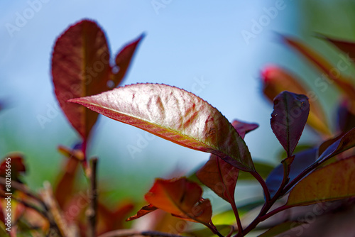 Close-up of red and green leaves of Photinia Fraseri Dress bush at Swiss City of Zürich on a sunny spring noon. Photo taken May 1st, 2024, Zurich, Switzerland.