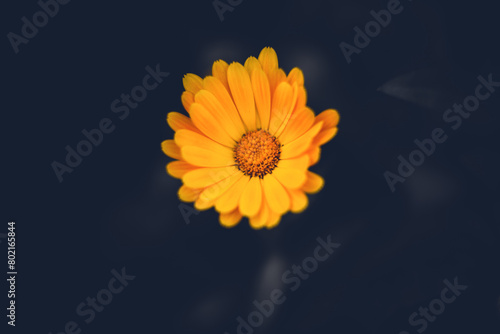 A yellow calendula blossoms in the dusky light of a summer evening. This is a medicinal plant.