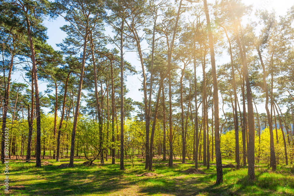 Fototapeta premium Green forest with green trees, green forest landscape