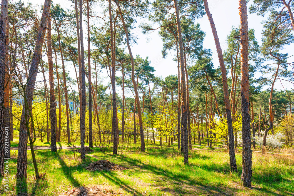 Naklejka premium Green forest with green trees, green forest landscape