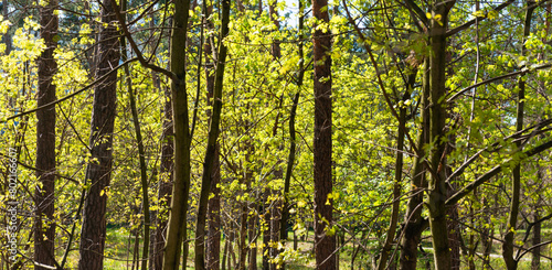 Green forest with green trees, green forest landscape panorama © Pavlo Vakhrushev