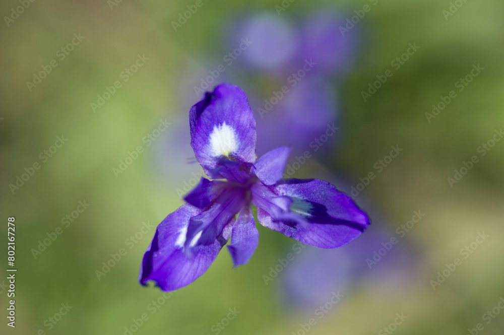 purple iris flower in bloom, blue flower isolated, Wild iris, (Iris sisyrinchium). Porto Conte, Alghero, Sassari. Sardinia, Italy.