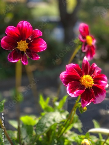 Red flowers with yellow centers in Connie Hansen Gardens  Lincoln City OR