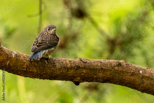 Bluebird fledgling perched on a tree branch
