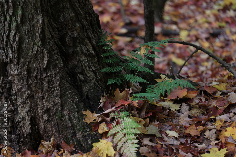belle scène d'automne, vue sur une petite fougère au pied d'un arbre au sol recouvert d'érable