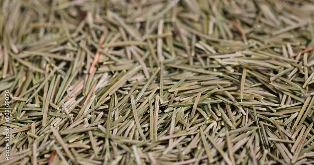 sharp dry needles from the Christmas tree, a large number of needles fallen from the tree during the celebration of New Year's days sharp dry needles from the Christmas tree, a large number of needles fallen from the tree during the celebration of New Year's days