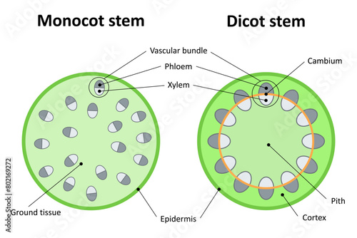 Monocot stem and dicot stem. Diagram.