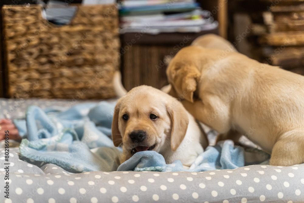 golden retriever puppies golden retriever puppies