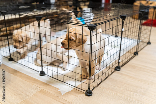 puppies in a cage