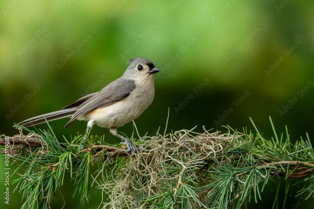 Tufted Titmouse Perched on Spanish Moss Tufted Titmouse Perched on Spanish Moss