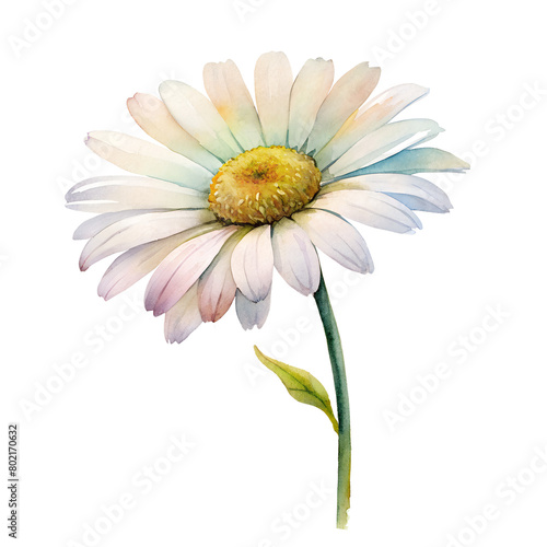 Watercolor Birth Month April Flower Daisy Clipart on transparent background illustration