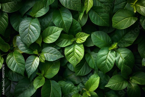 Green leaves background,  Green leaves texture,  Green leaves background,  Green leaves background #802170678