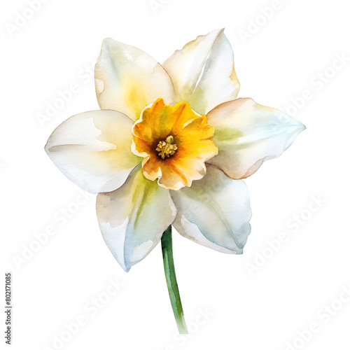 Watercolor Birth Month March Flower Daffodil Clipart on transparent background illustration