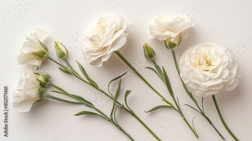 Beautiful Eustoma flowers on white background