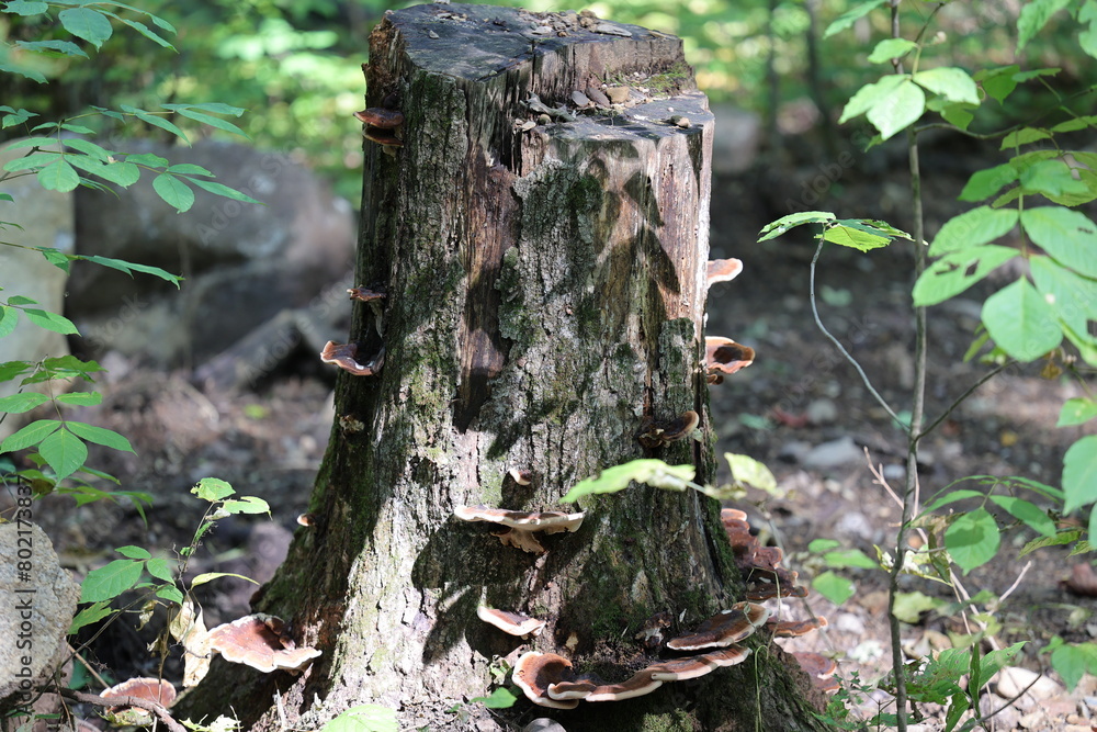 Obraz premium Belle scène d'une jolie souche remplie de champignons