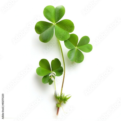 Green clover leaves isolated on white background,  Clipping path included