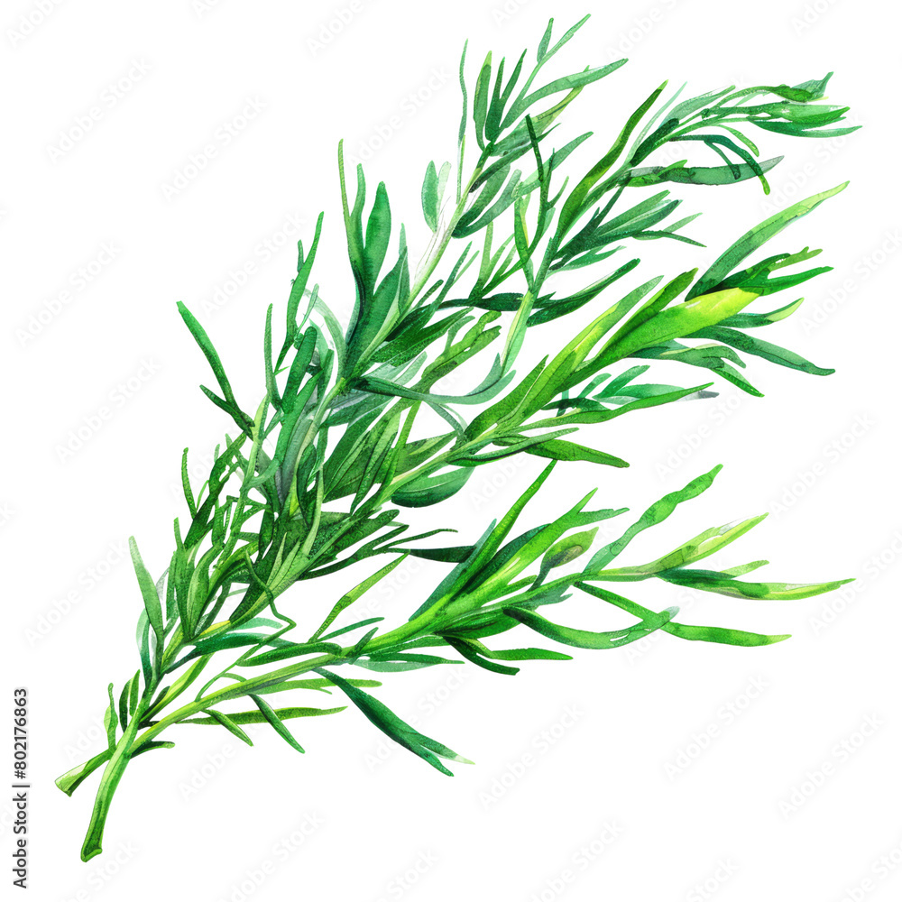 fresh rosemary isolated on white fresh rosemary isolated on white