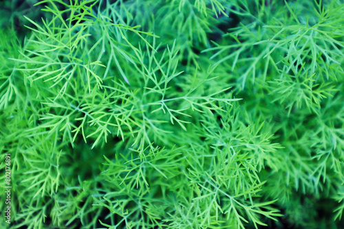 Dill leaves in the vegetable garden background. Top view