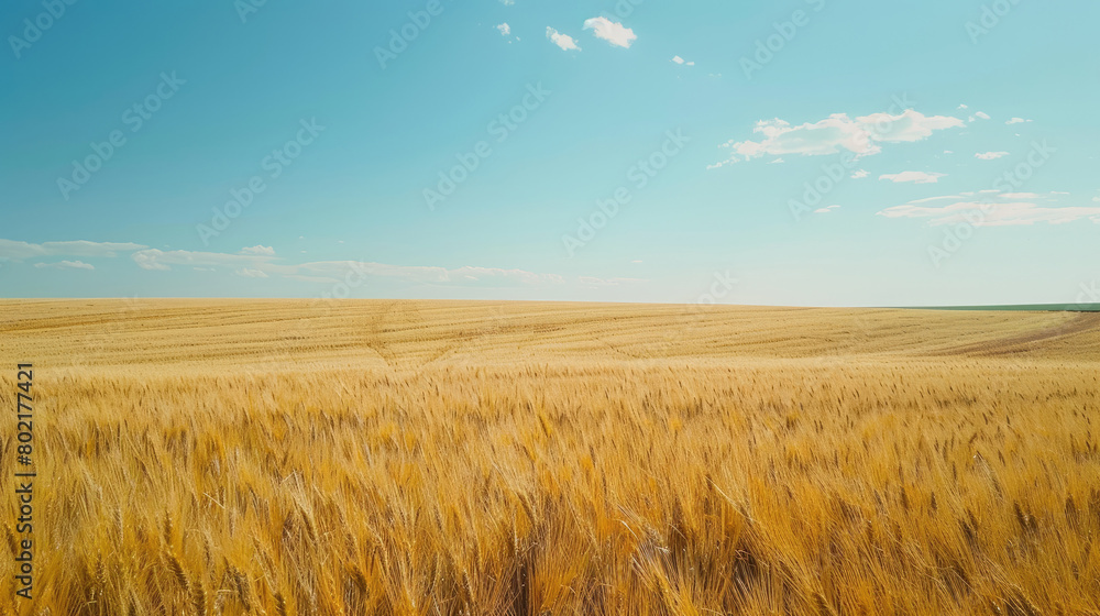 Wide fertile wheat field under clear blue sky