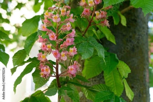 Aesculus × carnea | Red Horse Chestnut Complete photo