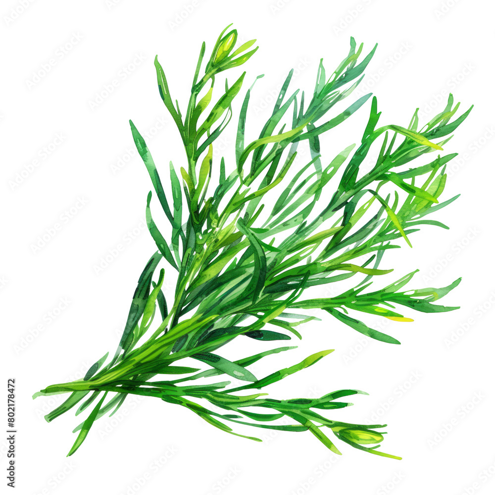 delicious and fresh Samphire ,illustration watercolor delicious and fresh Samphire ,illustration watercolor