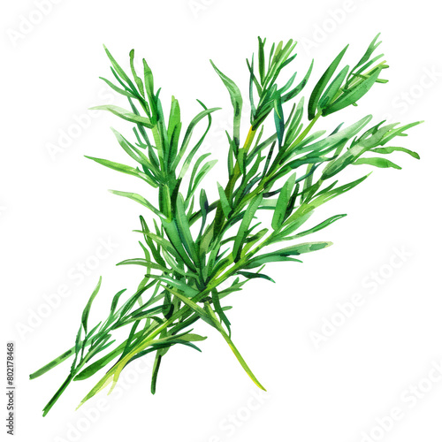 delicious and fresh Samphire  illustration watercolor 