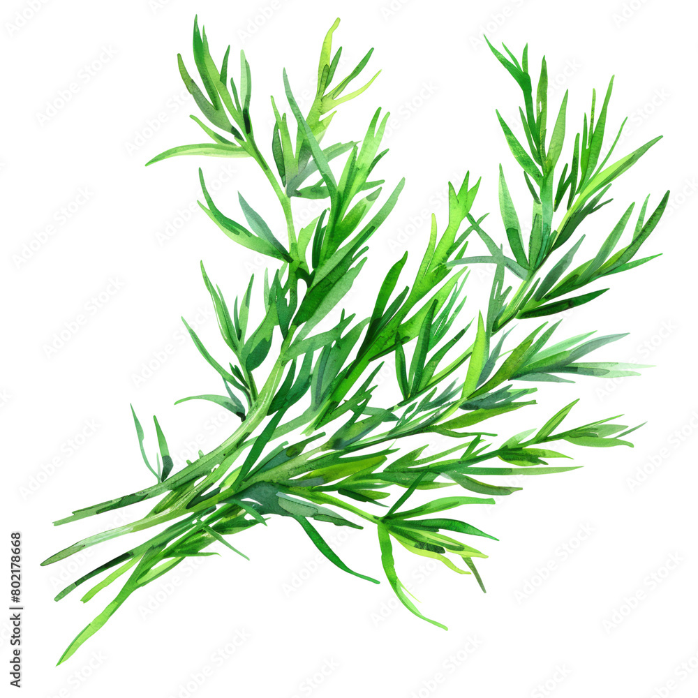 delicious and fresh Samphire ,illustration watercolor delicious and fresh Samphire ,illustration watercolor
