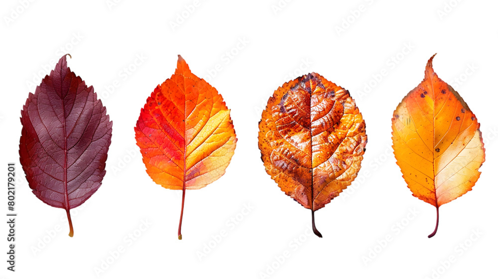 Close up set of five different orange leaves in autumn, isolated on a transparent background Close up set of five different orange leaves in autumn, isolated on a transparent background